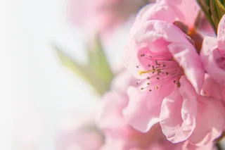 春天 草地 桃花 梨花 渐变透明元素30免抠背景场景背景元素