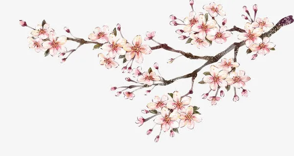 春天盛开的桃花免抠