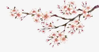 春天盛开的桃花免抠