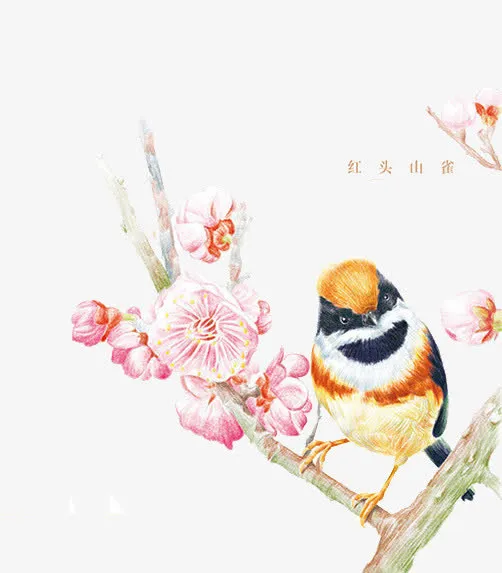 红头山雀免抠
