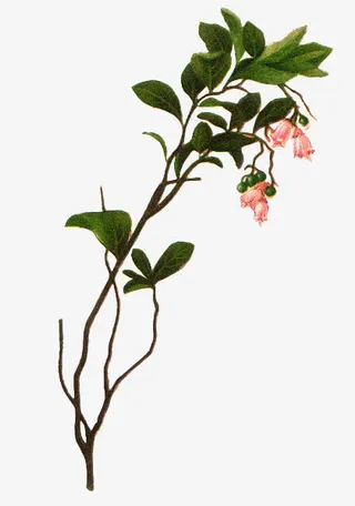 花卉图案素材花朵免抠