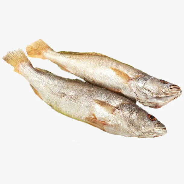 三牙黄鱼免抠