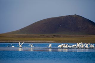 西博圣山天鹅高清