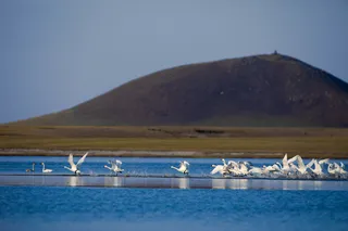 西博圣山天鹅高清