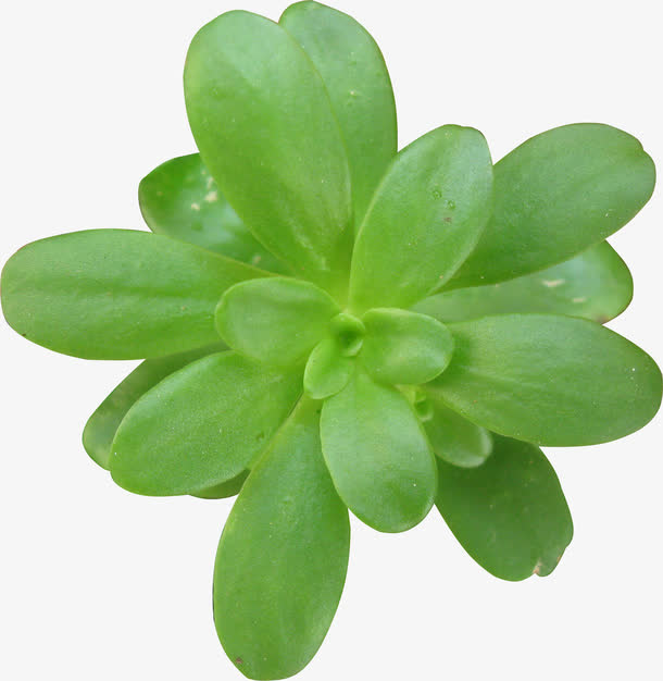 嫩绿的植物免抠
