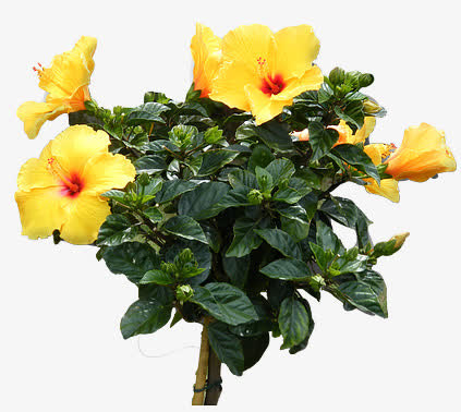 大黄花免抠
