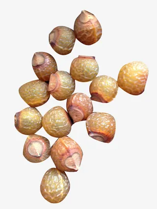 散着的无患子图片素材免抠