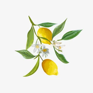 水彩柠檬免抠 水彩柠檬免抠