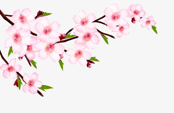 一枝美丽的樱花出墙来免抠