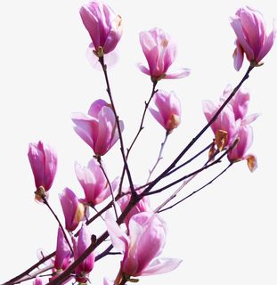 春天绿色粉色玉兰花一簇花免抠