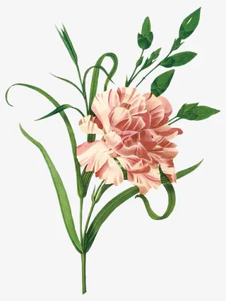 手绘康乃馨免抠
