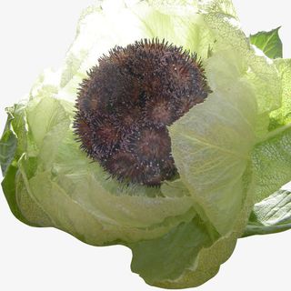 新鲜雪莲花免抠