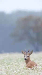 灰色天空白色花海麋鹿H5背景高清