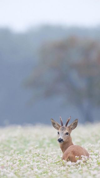 灰色天空白色花海麋鹿H5背景高清