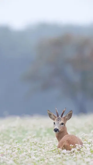 灰色天空白色花海麋鹿H5背景高清