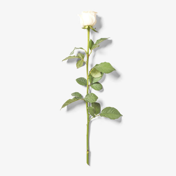 白色玫瑰免抠动植物植物元素