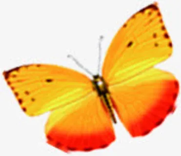 黄色卡通设计蝴蝶春天自然免抠装饰动物元素