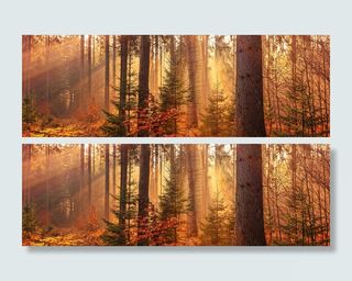 秋天落叶枫叶景色7高清