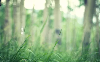 春天 四月 清明节 青团 海报 背景 2