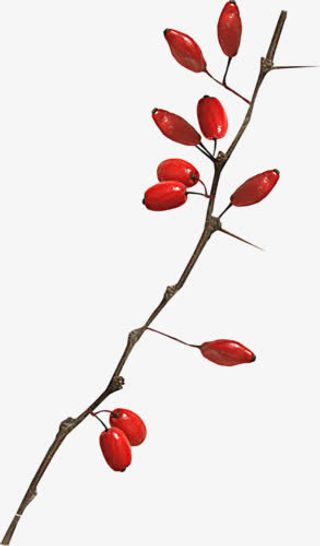 一枝红色枸杞子免抠
