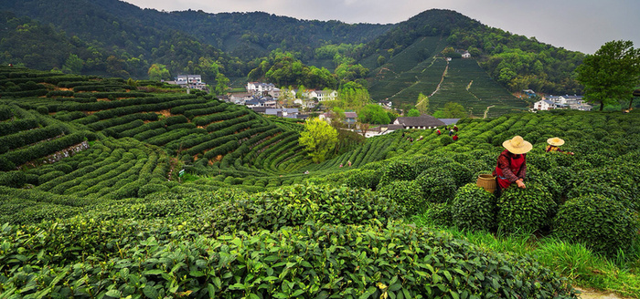 茶园背景图高清