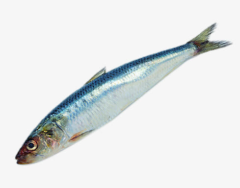 湖北叼子鱼免抠