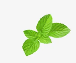 正中绿色薄荷叶免抠