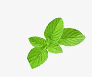 正中绿色薄荷叶免抠