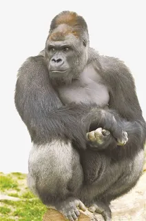 蹲在树枝上的黑猩猩免抠