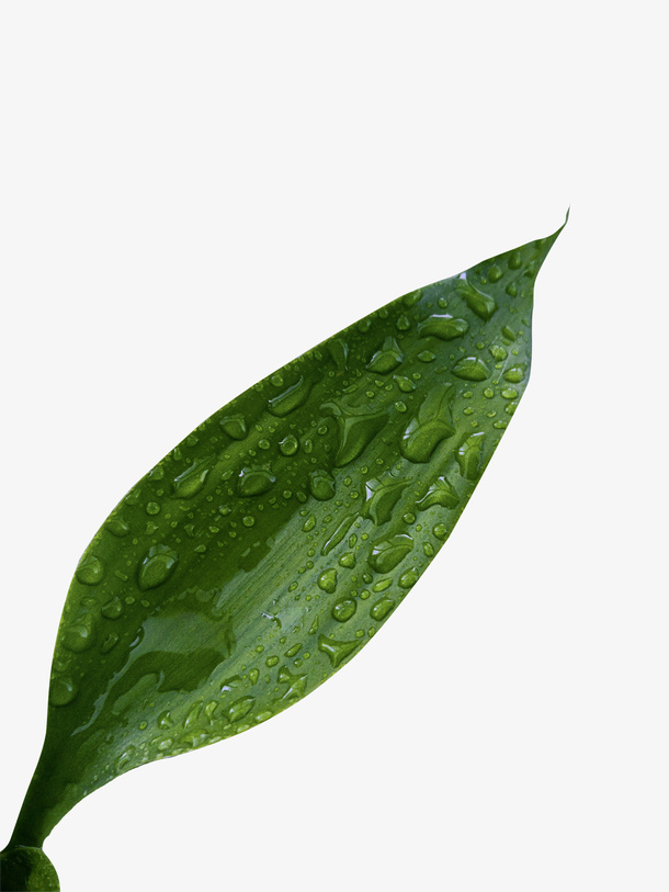 一片有露水的叶子免抠动植物植物元素