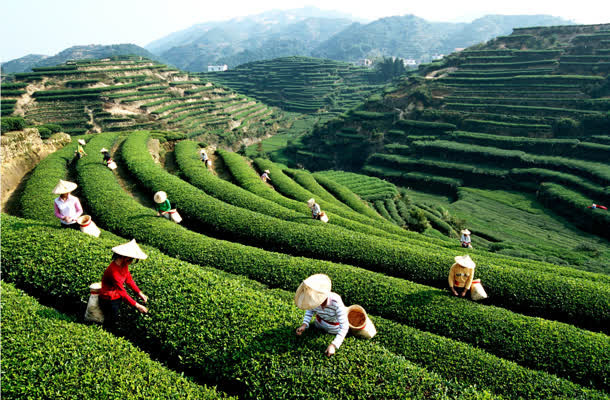 安溪茶园采茶的人们免抠背景摄影风景元素