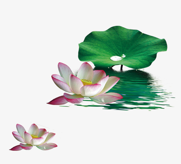 绿色荷叶荷花装饰图案免抠