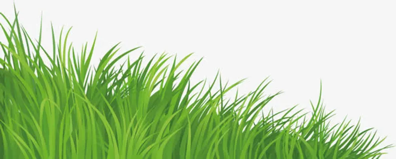 绿色小草免抠