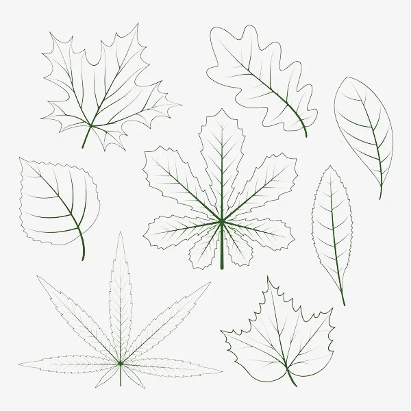 手绘简约画树叶叶脉免抠