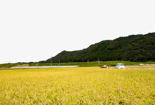 麦子地收麦子场景免抠