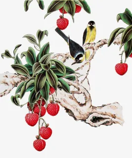 荔枝树上的两只黄鹂国画免抠