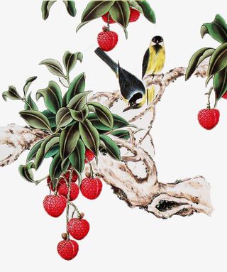 荔枝树上的两只黄鹂国画免抠