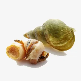 野生翡翠螺免扣图片免抠