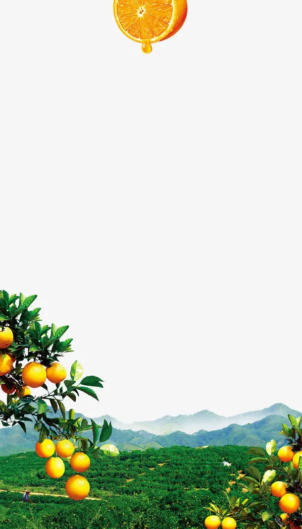 脐橙海报素材免抠