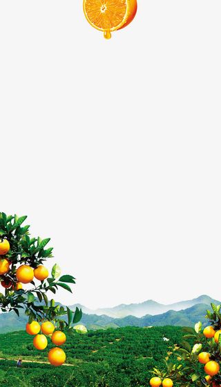 脐橙海报素材免抠