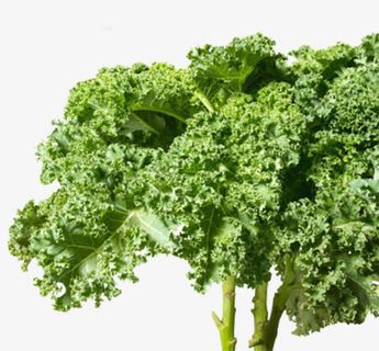 青色的菜叶免抠