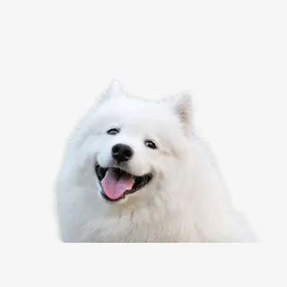 微笑萨摩耶免抠