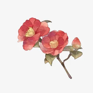 一枝唯美水彩红茶花插画免抠免抠