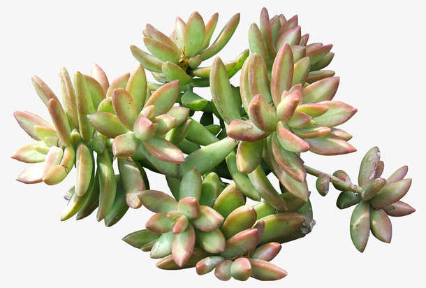 绿色多肉植物免抠