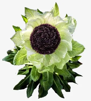 一株雪莲花免抠