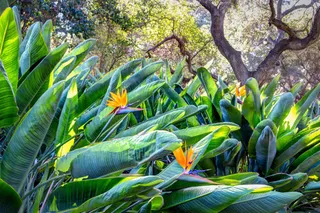 天堂鸟庭院绿叶树林免抠