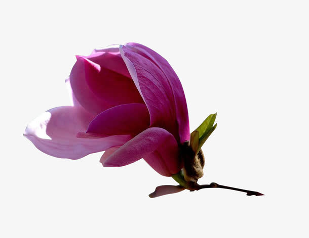 摄影红玉兰花花苞开放免抠