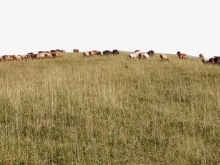 新疆那拉提草原高清图片免抠