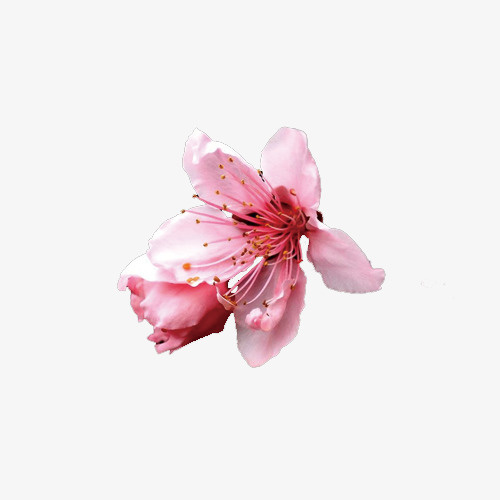 春天的粉色桃花免抠动植物植物元素