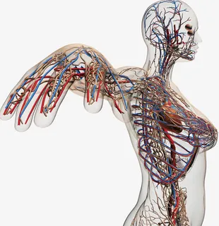 人体经脉分布图片免抠